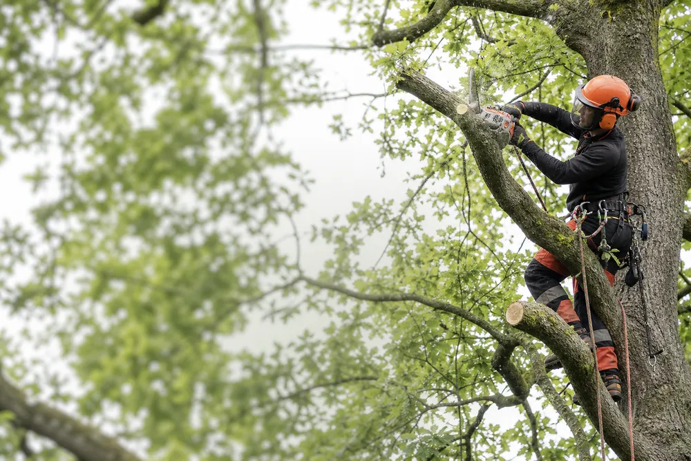 Arborist in hi-vis cutting a branch with a chainsaw